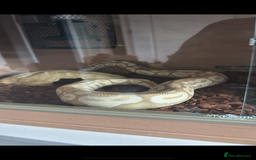 Python Snake reptiles for sale: Male Banana/caramel royal python with full set up  - Image 13