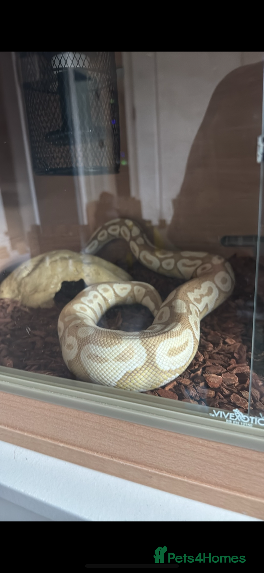 Python Snake reptiles for sale: Male Banana/caramel royal python with full set up  - Image 13