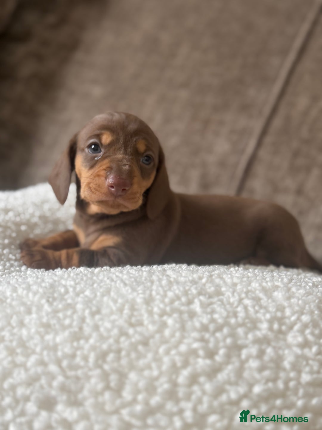 Dachshund dogs for sale: 🌭🌭🌭🌭🌭🌭🌭little dachshunds🌭🌭🌭🌭🌭  - Image 17