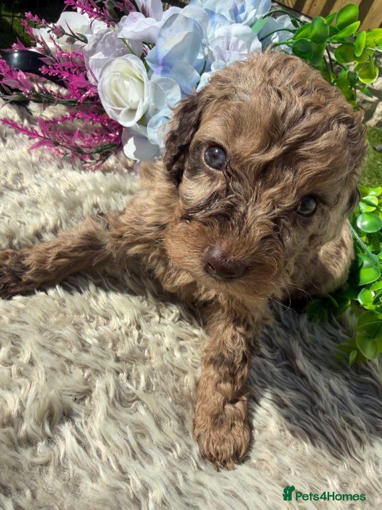 Cavapoo dogs for sale:  Cavapoo Puppies – 2 Boys & 3 Girls Available 🐾 - Advert 5