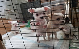 Chihuahua dogs for sale: Chihuahuas puppy's   - Image 34