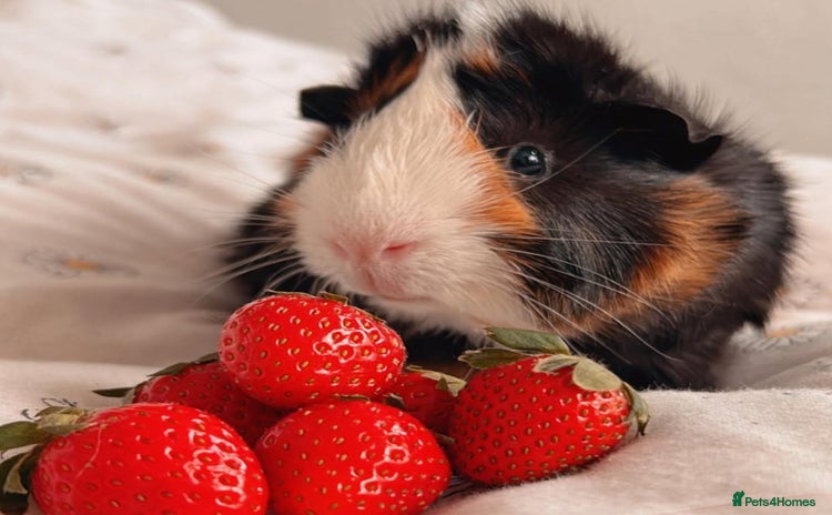 Guinea Pig rodents - Advert 14