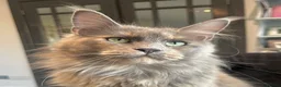 Maine Coon cats for sale: Extraordinary Chunky Maine Coon Boys- Rare Quality - Advert 11