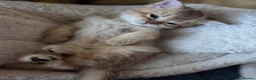 Scottish Fold cats for sale: BEAUTIFUL GIRLS LOOKING FOR FOREVER HOMES - Advert 25