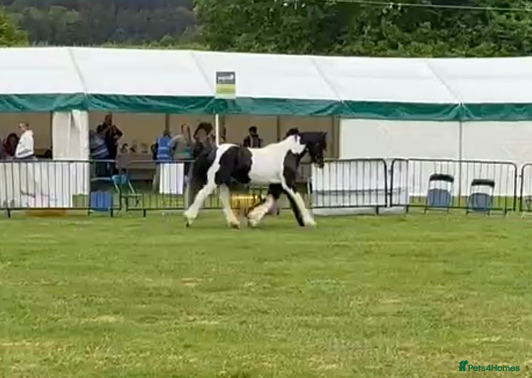 Other Breed horses for sale: Fresian x Traditional cob - Image 4