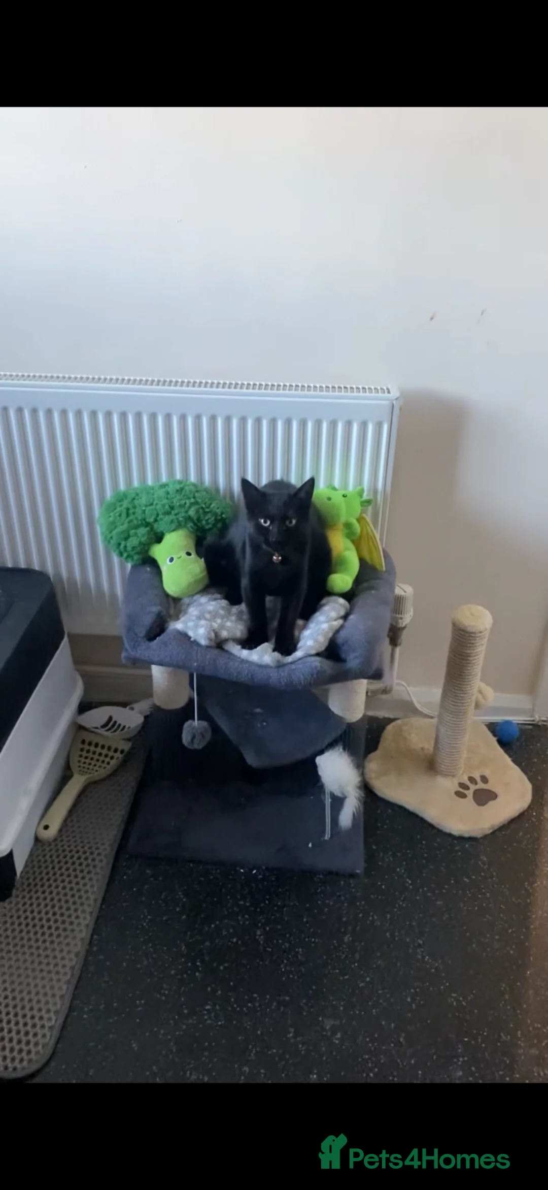 Mixed Breed cats for sale: 6 month old female kitten - Luna - Advert 2