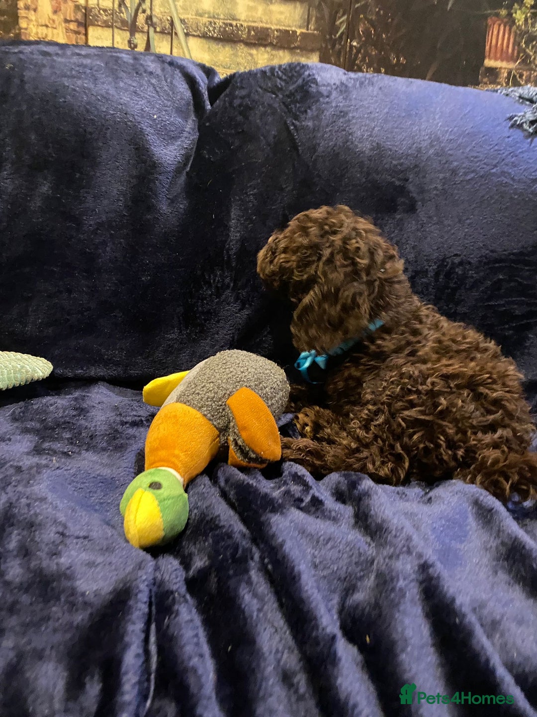 Cockapoo dogs for sale: Chocolate Cockapoo Puppies for Sale - Image 8