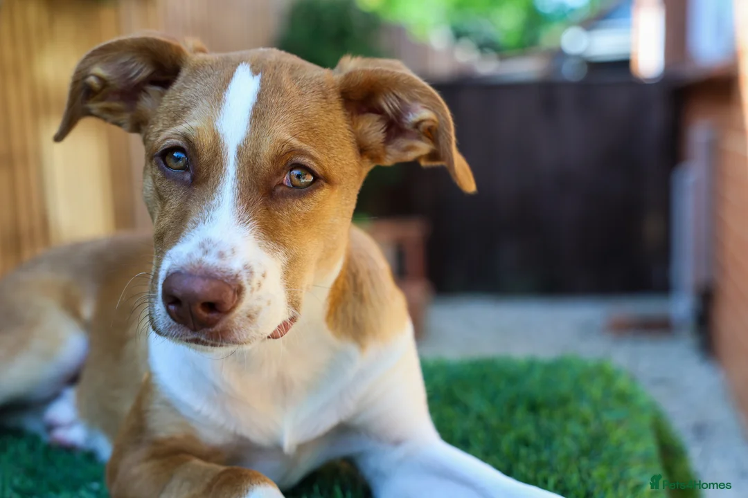 Mixed Breed dogs for adoption: Loyal by name - Loyal in nature - Advert 1