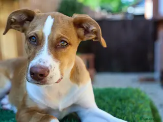 Mixed Breed dogs for adoption: Loyal by name - Loyal in nature - Advert 1