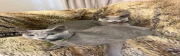 Russian Blue cats for sale: Bonded Pair of 1-Year-Old Male Russian Blue Cats - Advert 5