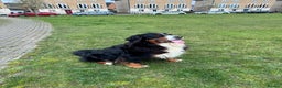 Bernese Mountain Dog dogs for sale: Stunning Pedigree Bernese Mountain Puppies - Advert 16