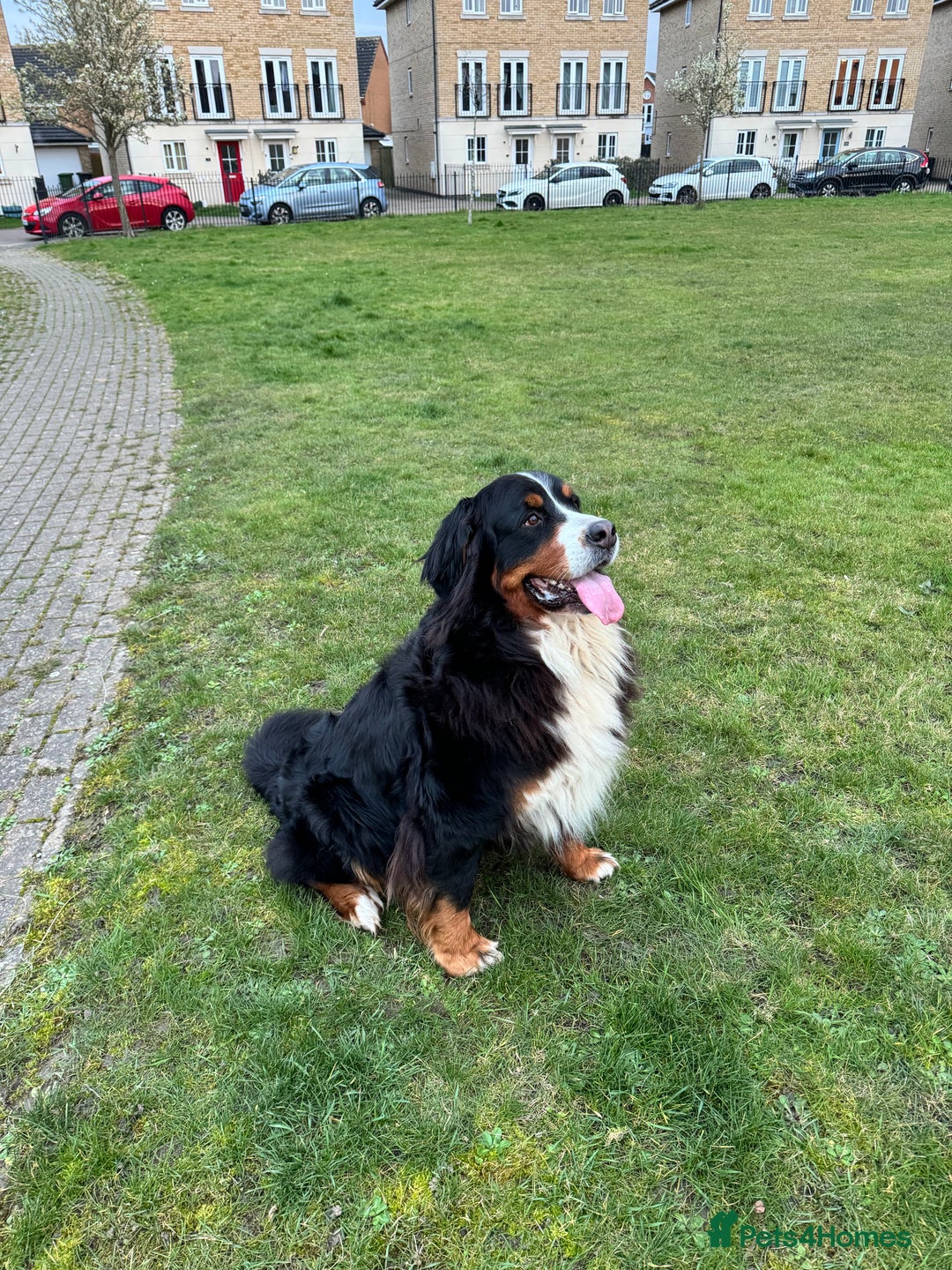 Bernese Mountain Dog dogs for sale: Stunning Pedigree Bernese Mountain Puppies - Advert 16