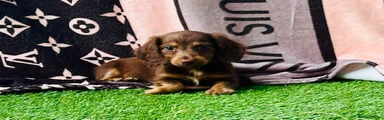 Miniature Dachshund 2