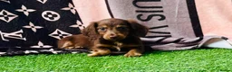 Miniature Dachshund dogs for sale: Long haired dachshund puppies  - Advert 13