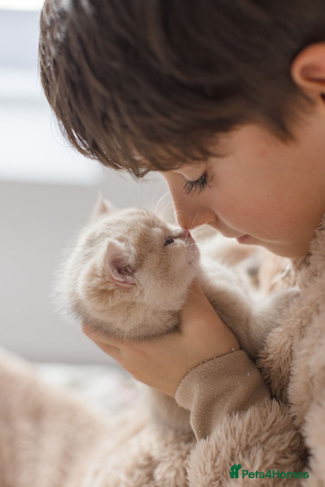 British Shorthair cats for sale: Cuddly Golden Blue British Shorthair girl  - Advert 17