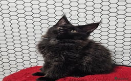 Maine Coon cats for sale: Pure breed Maine Coons Kittens  - Image 16