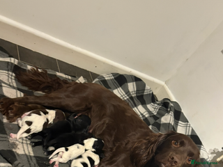 Mixed Breed dogs 5 BEAUTIFUL SPRINGER/SPROCKER PUPPIES FO SALE - Advert 1
