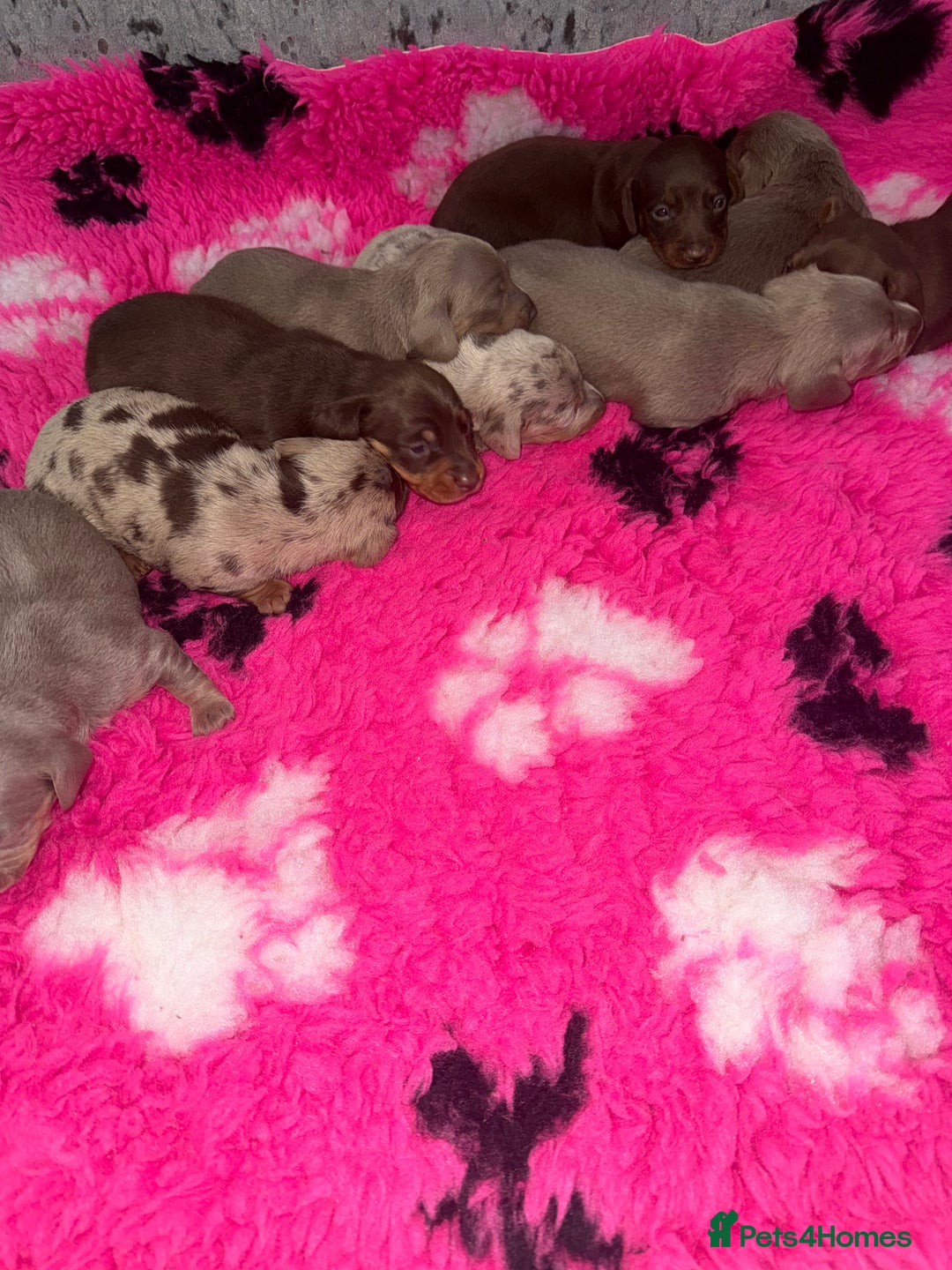 Miniature Dachshund dogs for sale: Outstanding True To Type Miniature Dachshunds - Advert 9