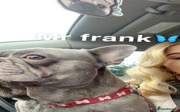 French Bulldog dogs for sale: French bulldog pups  - Image 23