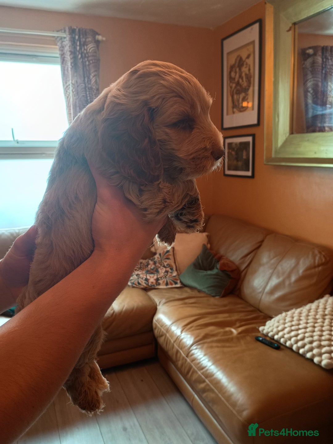 Cockapoo dogs for sale: Beautiful Cockapoo Pups  - Image 14