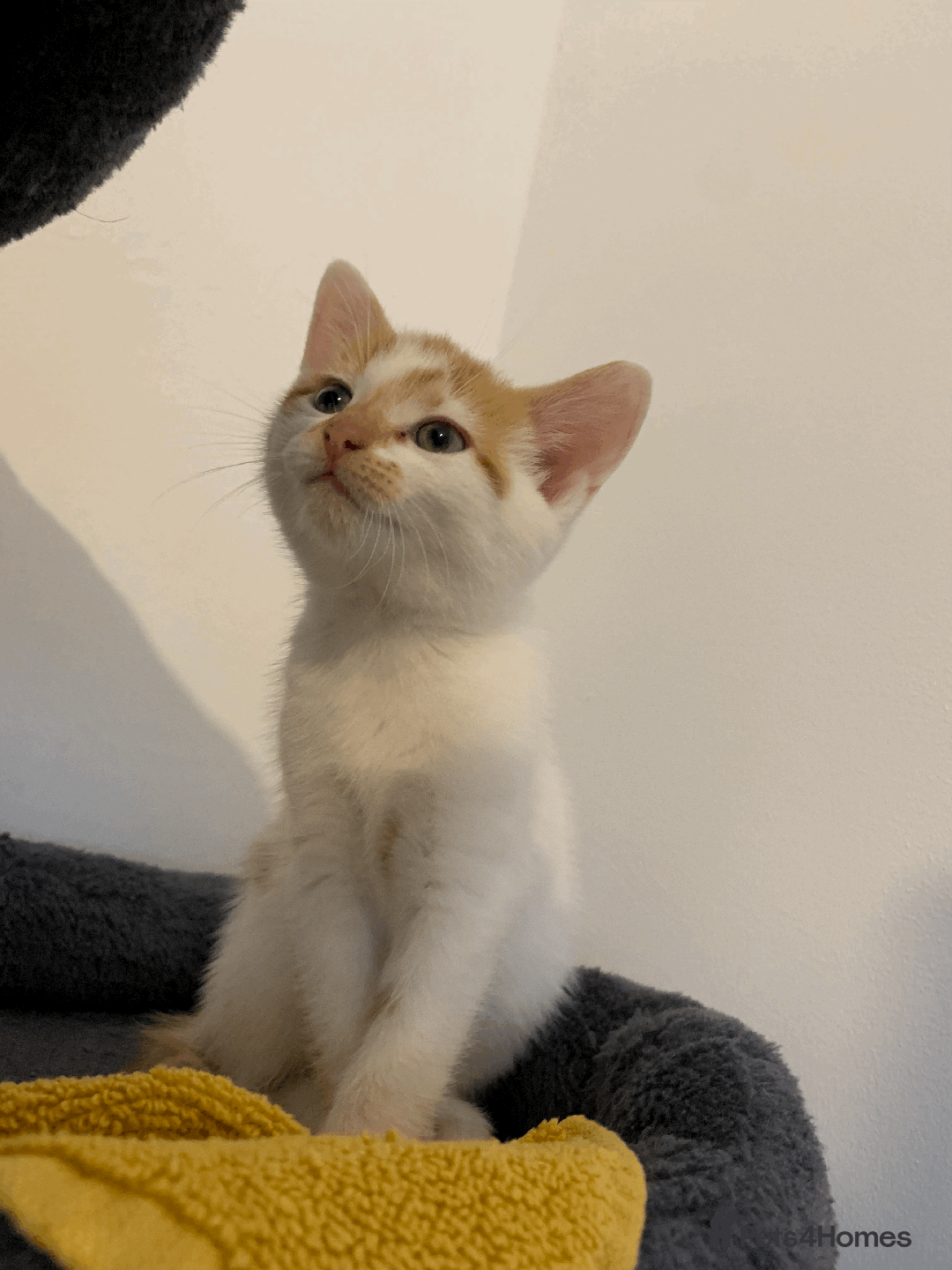 Mixed Breed cats for sale: gorgeous kittens male and female  - Image 8