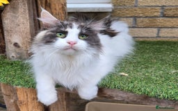Maine Coon cats for sale: Blue Tortie Smoke with white female - Image 1