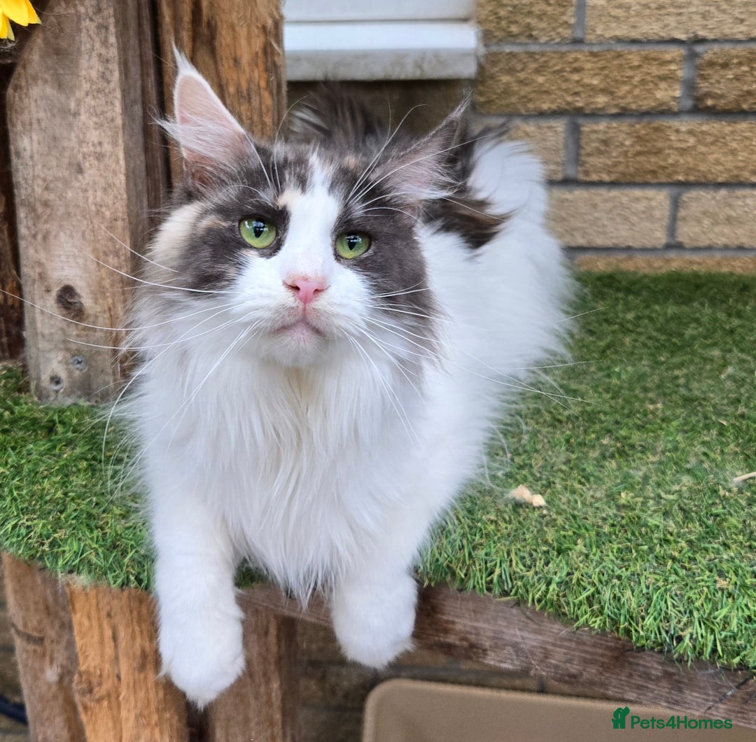 Maine Coon cats for sale: Blue Tortie Smoke with white female - Image 1