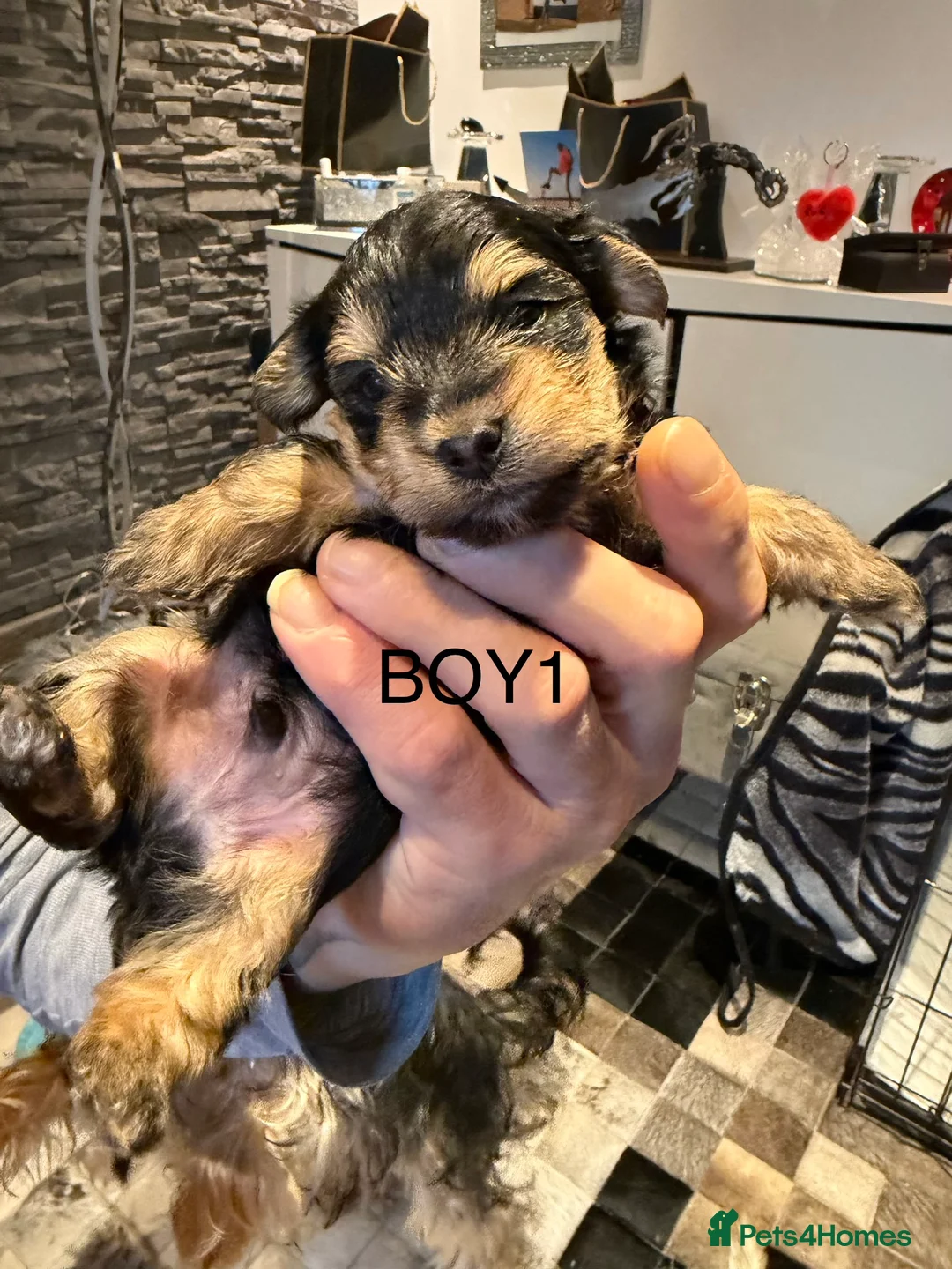 Yorkshire Terrier dogs for sale: York terrier  - Advert 7