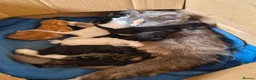 Mixed Breed cats for sale: Kittens, kittens, kittens!!!!!! - Advert 35