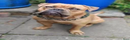 Old Tyme Bulldog dogs for sale: Old English Tyne bulldog  in Nuneaton - Advert 5