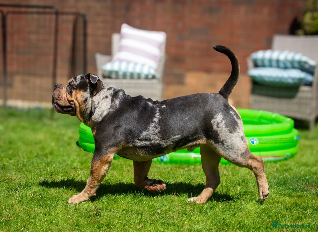 Olde English Bulldogge dogs for stud: Bullplanet's King Titan DNA/BVA Eye/BVA Hip/Elbow in Northallerton - Advert 3
