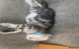 Scottish Fold cats for sale: Scottish fold x British shorthair  - Image 3