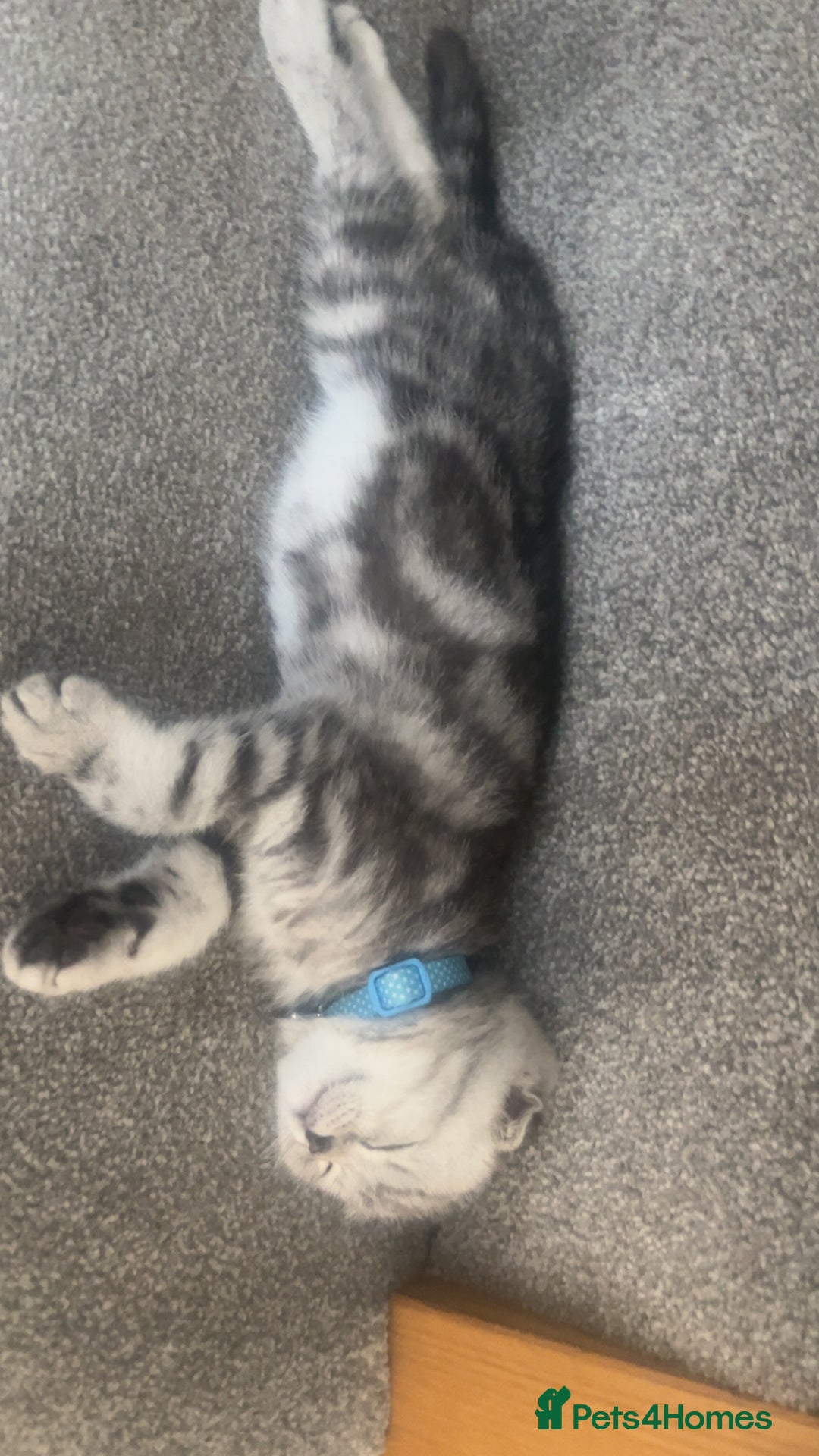 Scottish Fold cats for sale: Scottish fold x British shorthair  - Image 3