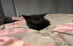 British Shorthair cats for sale: 3 tabby girls, 1 black boy - Image 11