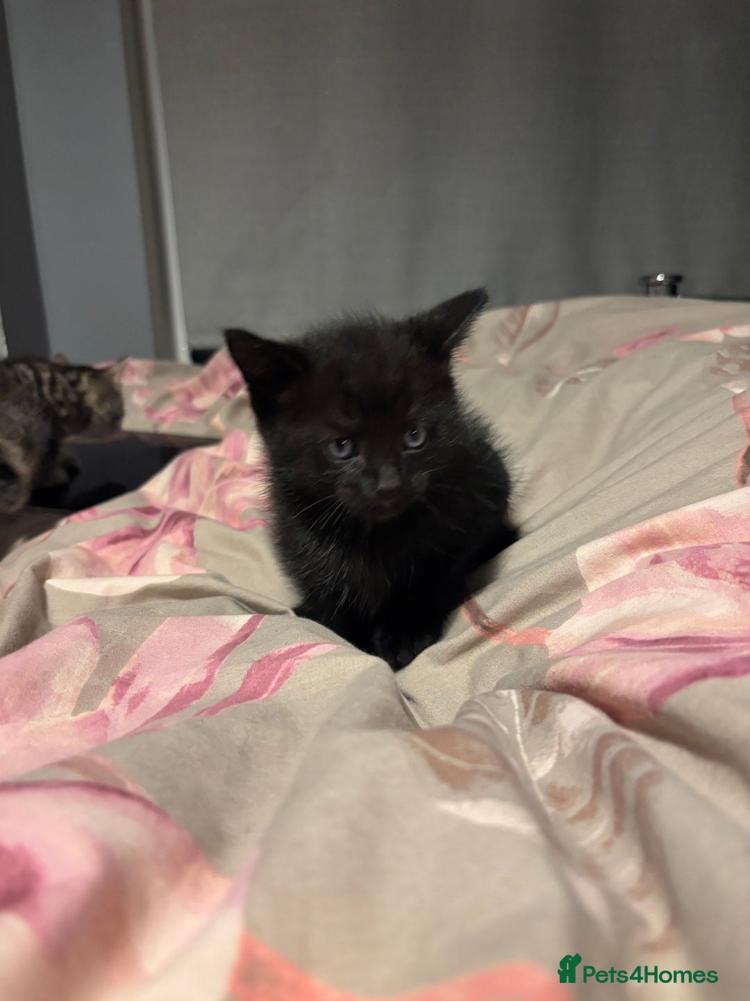 British Shorthair cats for sale: 3 tabby girls, 1 black boy - Image 11