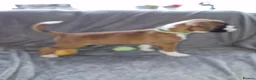 Boxer dogs for sale: 4 k.c boxer puppies ready for there new homes  in Sowerby Bridge - Advert 17