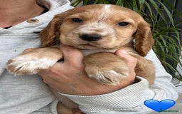 Cocker Spaniel dogs for sale: Beautiful Red Cocker Spaniel Puppies - Image 8
