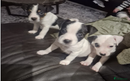 Jack Russell dogs for sale: 2 Adorable Jack Russell puppies  - Advert 4