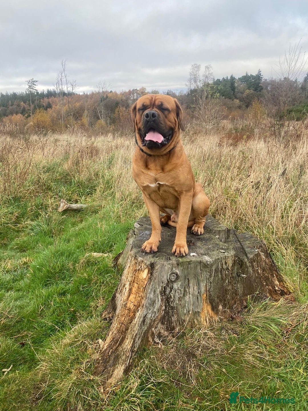 Dogue De Bordeaux dogs for stud: DOGUE DE BORDEUX STUD  in Glasgow - Image 13