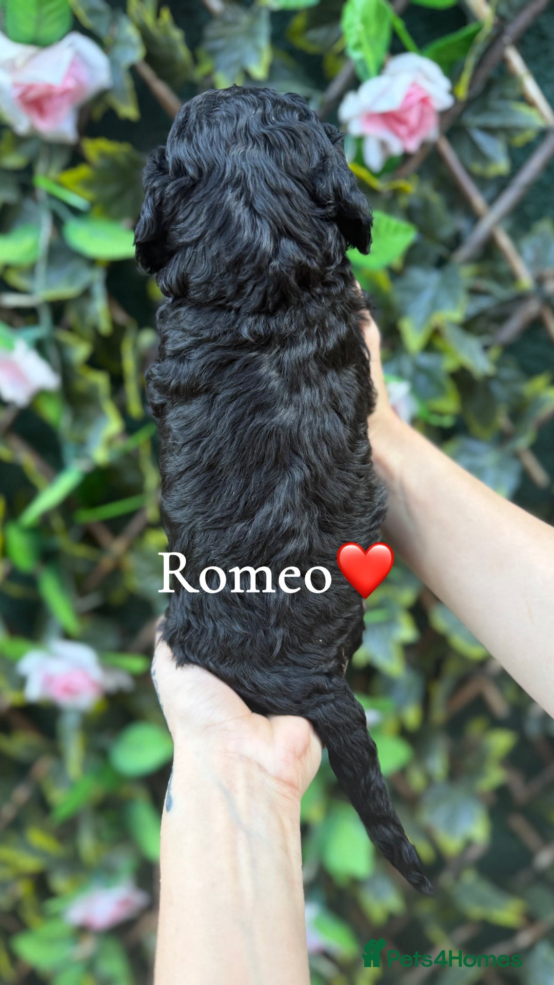 Cockapoo dogs for sale: beautiful F1 cockapoo's in Wembley - Image 6