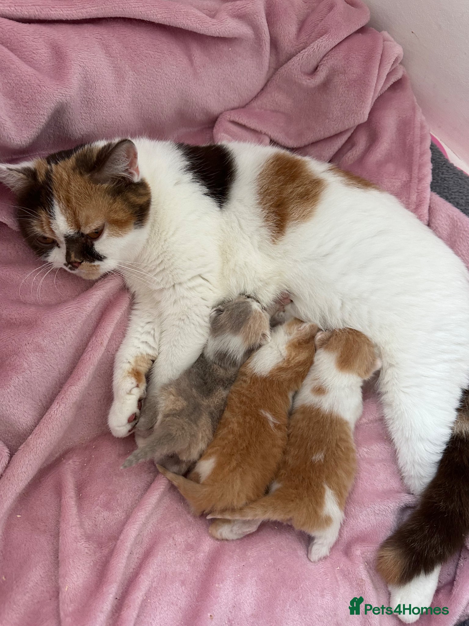 British Shorthair cats 🐻 Beautiful Pedigree Britishshort🐻 - Advert 6