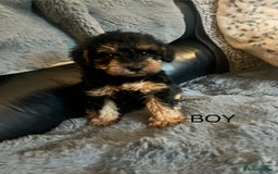 Schnoodle dogs for sale: BEAUTIFUL SCHNOODLE PUPPIES 🐶❤️ - Image 12