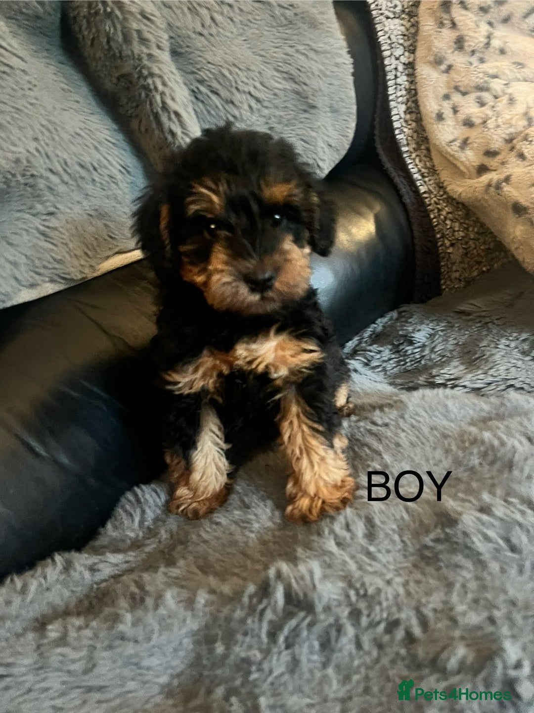 Schnoodle dogs for sale: BEAUTIFUL SCHNOODLE PUPPIES 🐶❤️ - Image 12