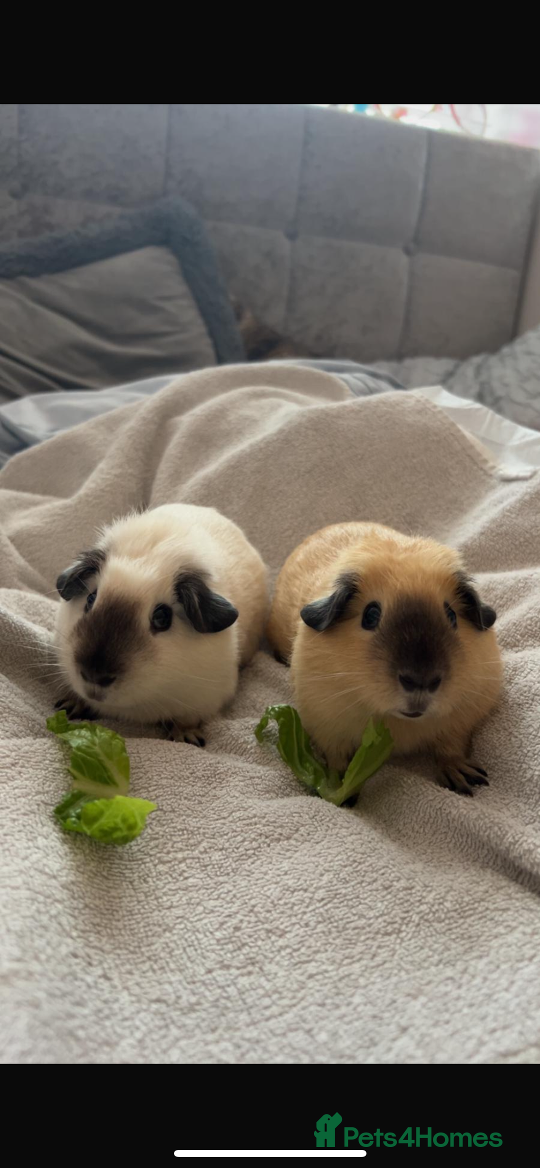Guinea Pig rodents for sale: Beautiful mixed gender guinea pigs  - Advert 9