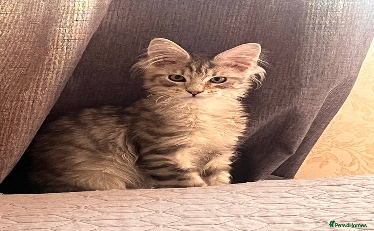 Maine Coon cats - Advert 16