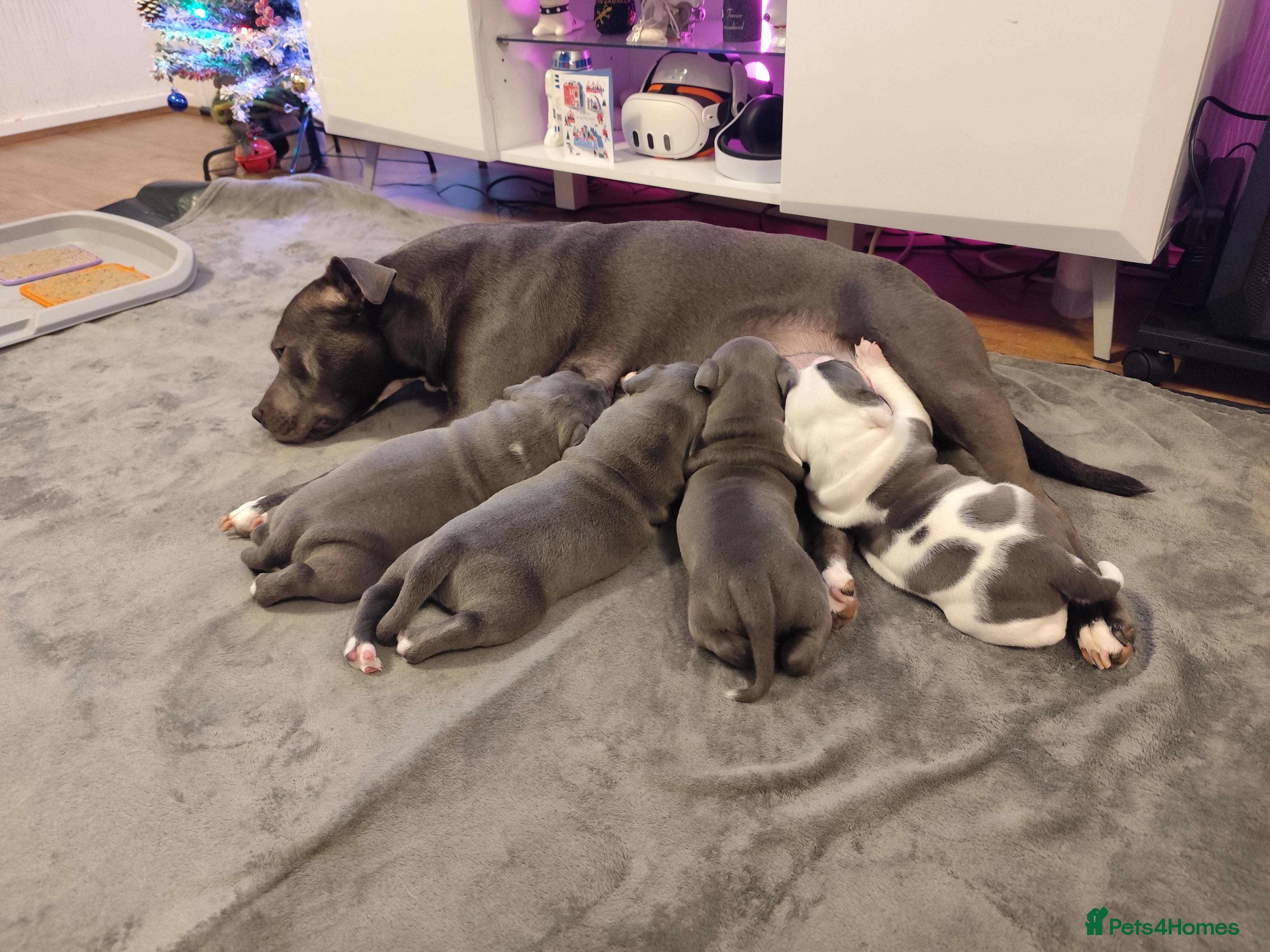 Staffordshire Bull Terrier dogs Staffordshire bull terrier puppies  - Advert 2