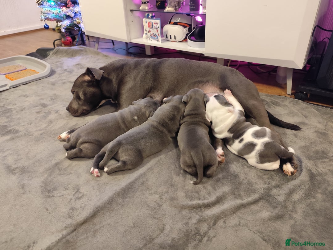 Staffordshire Bull Terrier dogs for sale: Staffordshire bull terrier puppies  - Advert 1