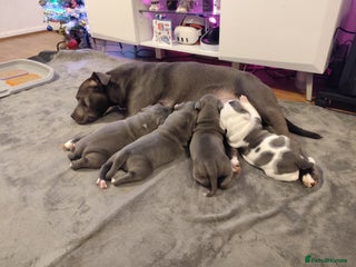 Staffordshire Bull Terrier dogs Staffordshire bull terrier puppies - Advert 1