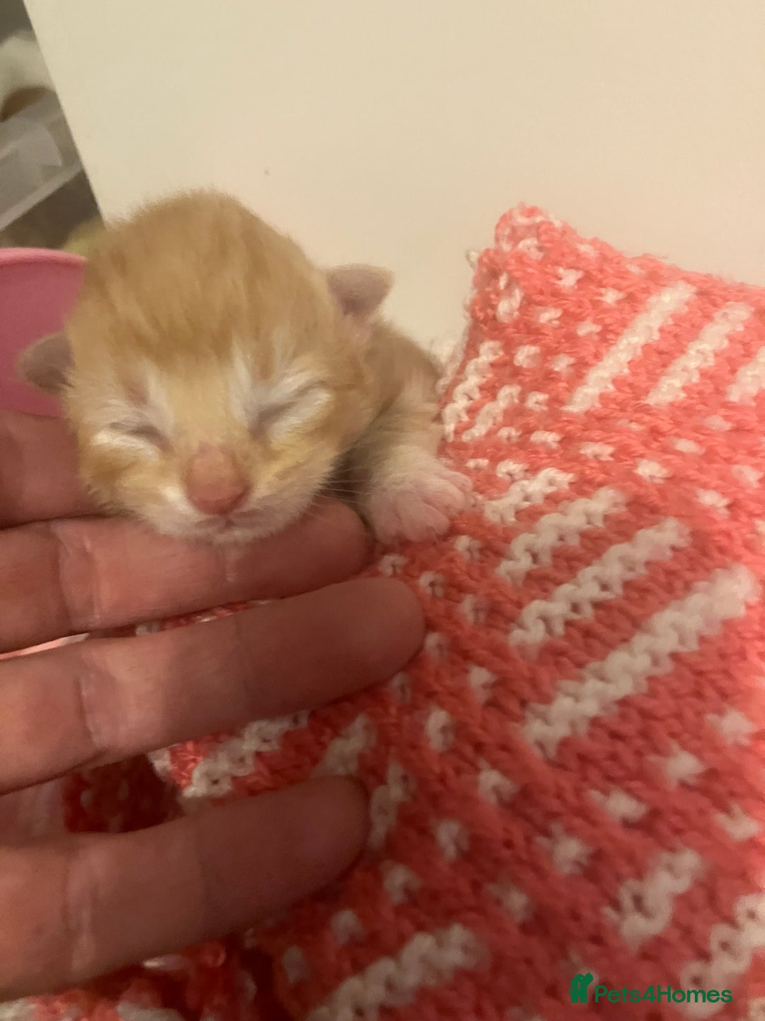 Mixed Breed cats for sale: Beautiful kittens for sale - Advert 10