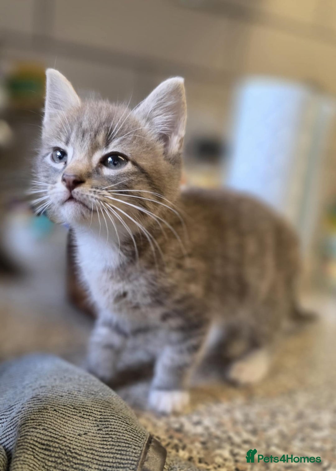 Mixed Breed cats for sale: Lonely little toad  - Advert 4